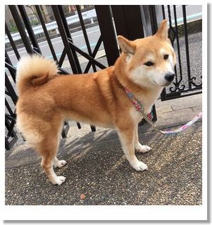 kikuri2.jpg